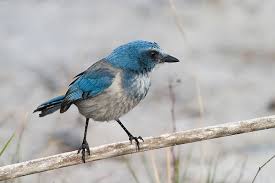 We did not find results for: Endangered Flora And Fauna American Forests