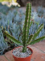 Image result for Euphorbia tholicola