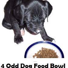 Four Dog Odd Food Bowl Behaviors Explained Dog Discoveries