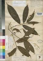 Image result for Rhabdophyllum arnoldianum