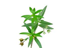 Image result for Oldenlandia