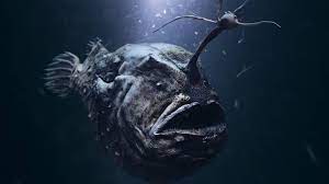 The pacific footballfish (himantolophus sagamius) is a species found in the pacific: Football Fish Washes Up From The Depths Of The Ocean On California S Coast Archyde