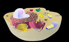 Jan 08, 2020 · plant cell vacuoles perform a number of functions in a cell including: Vacuol Is The Functions Of The Cell Vacuole