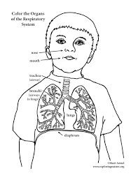 For even more fun, download our respiratory system worksheet and coloring page. Respiratory System Younger Coloring Nature