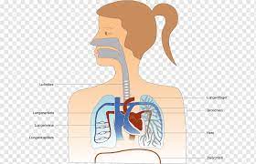 Lunge Menschlichen Korper Atmung Trachea Schulter Nase Abdomen Karosserie Bronchien Png Pngwing