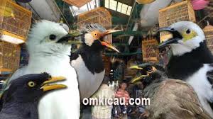 Latihan burung jalak kebo tidak terlalu sulit dan tidak merepotkan. Harga Burung Jalak Terbaru Di Jabodetabek Dan Sekitarnya Om Kicau