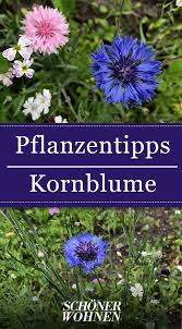 Kornblume Pflanzen Pflegen Vermehren Pflanzen Winterharte Blumen Blumen Fur Garten