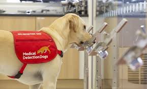 These types of lung cancer grow differently and are treated differently. Covid 19 Sniffing Dogs Put To The Test In The Uk Healthcare In Europe Com