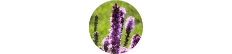 Maybe you would like to learn more about one of these? 62 Types Of Purple Flowers