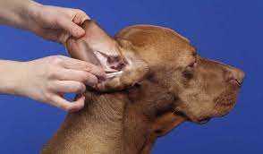 Home Remedies For Ear Mites In Dogs Full Guide Cleaning Dogs Ears Dog Shaking Dog Remedies