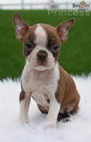 Princess Boston Terrier Puppy For Sale In Fresno Oh Buckeye Puppies Boston Terrier Boston Terrier Puppy Puppies For Sale
