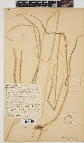 Image result for Ischaemum afrum