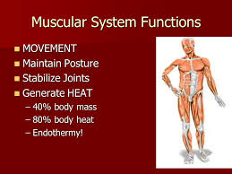 The resulting steam produces electricity as it passes through a turbine connected to a generator. The Muscular System Muscular System Functions Movement Movement Maintain Posture Maintain Posture Stabilize Joints Stabilize Joints Generate Heat Generate Ppt Download