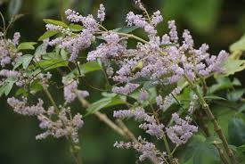 Image result for Tetradenia