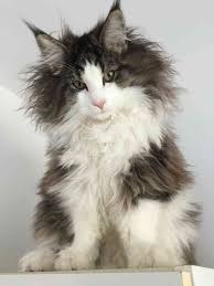 Norwegian Forest Kitten Angora Cats Cats American Bobtail Cat