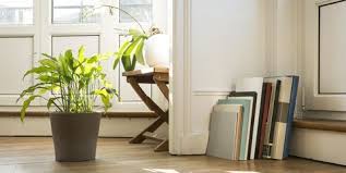 30 Houseplants That Can Survive Low Light Best Indoor Low Light Plants