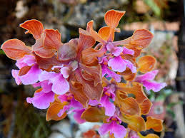 Image result for Polystachya vulcanica