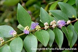 Image result for Memecylon myrianthum