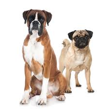 Dog boarding, daycare & training | DC, VA, MD | K9 Divine