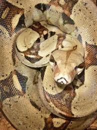 Red Tail Colombian Boa Constrictor Sylvia Age 13 Years 2007 Red Tail Boa Boa Constrictor Reptile Snakes