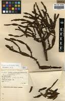 Image result for Viscum combreticola