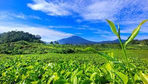 Liputan6.com, purwakarta sebagian wilayah di kabupaten purwakarta merupakan daerah dataran tinggi atau pegunungan. Perkebunan Teh Tambi Simak Sejarahnya Federal Oil
