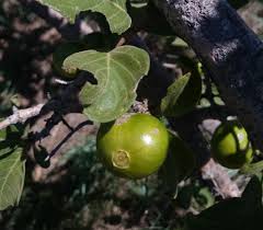 Image result for Vangueria infausta