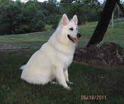 Check spelling or type a new query. Shepherd Of The Hills White German Shepherds Home Facebook