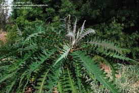 Image result for Sonchus friesii