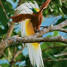 Pin By Amo La Naturaleza אני אוהב את On Birds Of Paradise Pet Birds Greater Bird Of Paradise Birds Of Paradise