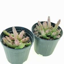 Image result for Huernia leachii