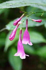 Image result for Strobilanthes hamiltoniana