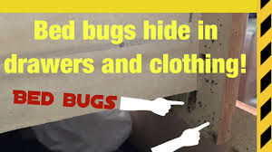 If you have an infestation, contact the expert exterminators at pest control inc. Bed Bugs Toronto Bed Bugs Hide In Drawers Too Youtube