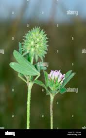 Image result for Trifolium spumosum