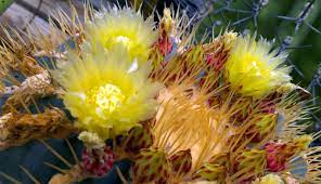 We love succulents, cacti, and making awesome arrangements. Austin Cactus And Succulent Society Home
