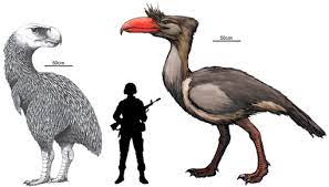 Maybe you would like to learn more about one of these? When Flightless Birds Ruled The Land The Terror Birds Of The New World Naturalis Historia