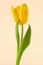 Single Yellow Tulip On Yellow Textured Background Clickasnap Watercolor Flowers Tutorial Flower Background Wallpaper Flower Wallpaper
