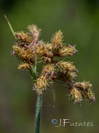 Image result for Fuirena pubescens