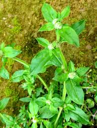 Image result for Spermacoce perennis