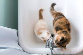 I've always wanted to live in an old house 7 Reasons Why Cats Love Bathrooms