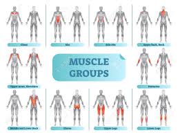 Search for back muscle pain chart at answerroot. Female Muscle Groups Anatomical Fitness Vector Illustration Sports Training Informative Chart Royalty Free Cliparts Vectors And Stock Illustration Image 102093634