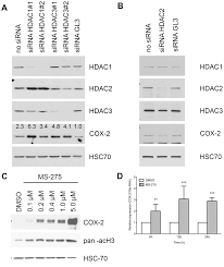 Effect Of Hdac Silencing Or Inhibition On Cox 2 Expression In Bxpc 3 Download Scientific Diagram
