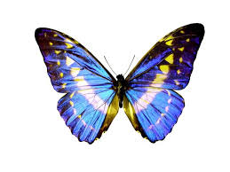 We did not find results for: What S The Meaning Of A Blue Butterfly And What Does It Signify Mysticurious