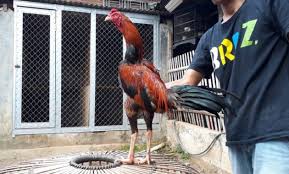 Ayam bangkok birma punya ciri yang berbeda dengan ayam jenis lainnya. 71 Gambar Ayam Wido Juara Terbaik Infobaru