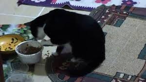 Avrupa Kedilerine Tas Cikaran Anadolu Kedisi Mama Yiyen Kedi Animals Cats Dogs