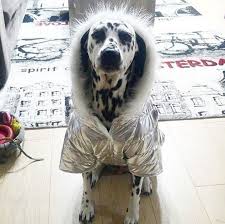 Luxury Dog Winter Coat Luxury Dog Dogcoat Dalmatian