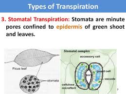 Lenticels work separately from the stomates and are primarily found on woody plants. Transpiration Definition Types Structure Of Stomata Sciencekeys