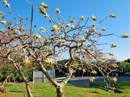 Image result for Erythrina lysistemon