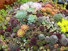 Front Yard Landscaping With Succulents Randolph Indoor And Outdoor Design This beautiful front yard edible garden by home & garden design, inc features a quartet of raised beds with natural.