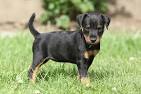 13 Things You Need to Know about the Jagdterrier (the ...